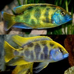 Venustus Cichlid
