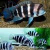 Frontosa Burundi Cichlid