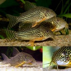 Sterbai Cory Catfish