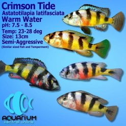 Crimson Tide Cichlid