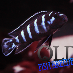 Demasoni Cichlid