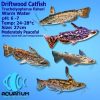 Driftwood Catfish
