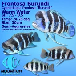Frontosa Burundi Cichlid