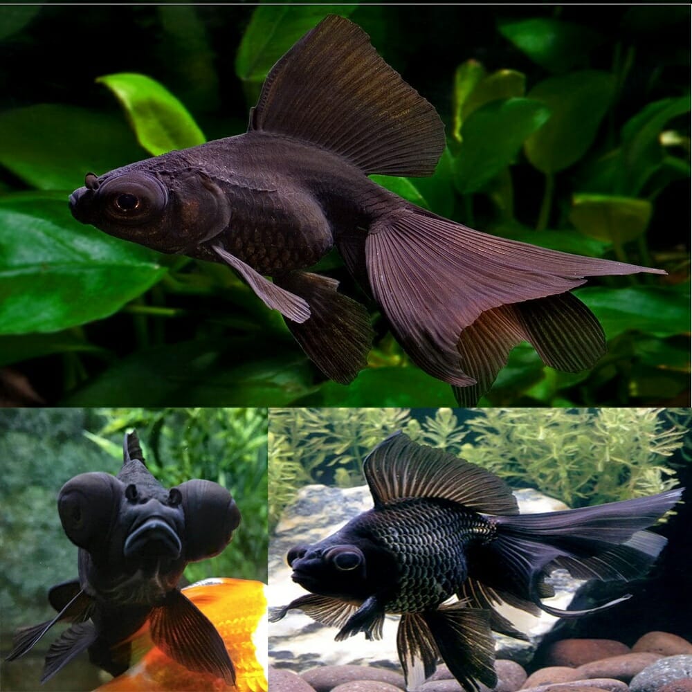 black moor goldfish aquarium