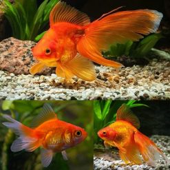 Fantail Goldfish