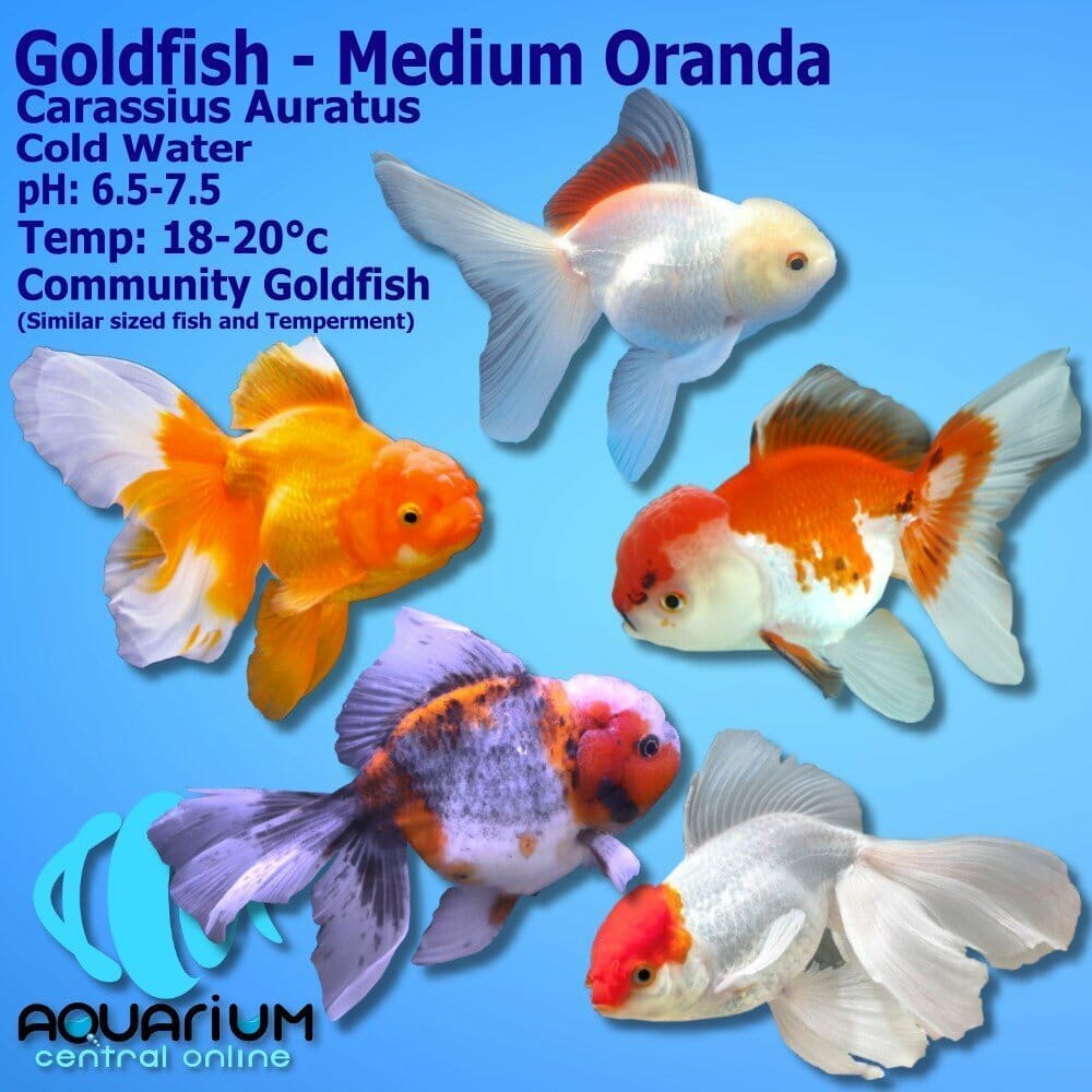 goldfish-assorted-oranda-carassius-auratus-9cm-aquarium-central