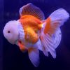 assorted oranda goldfish extra large