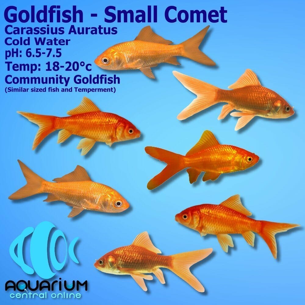comet goldfish food