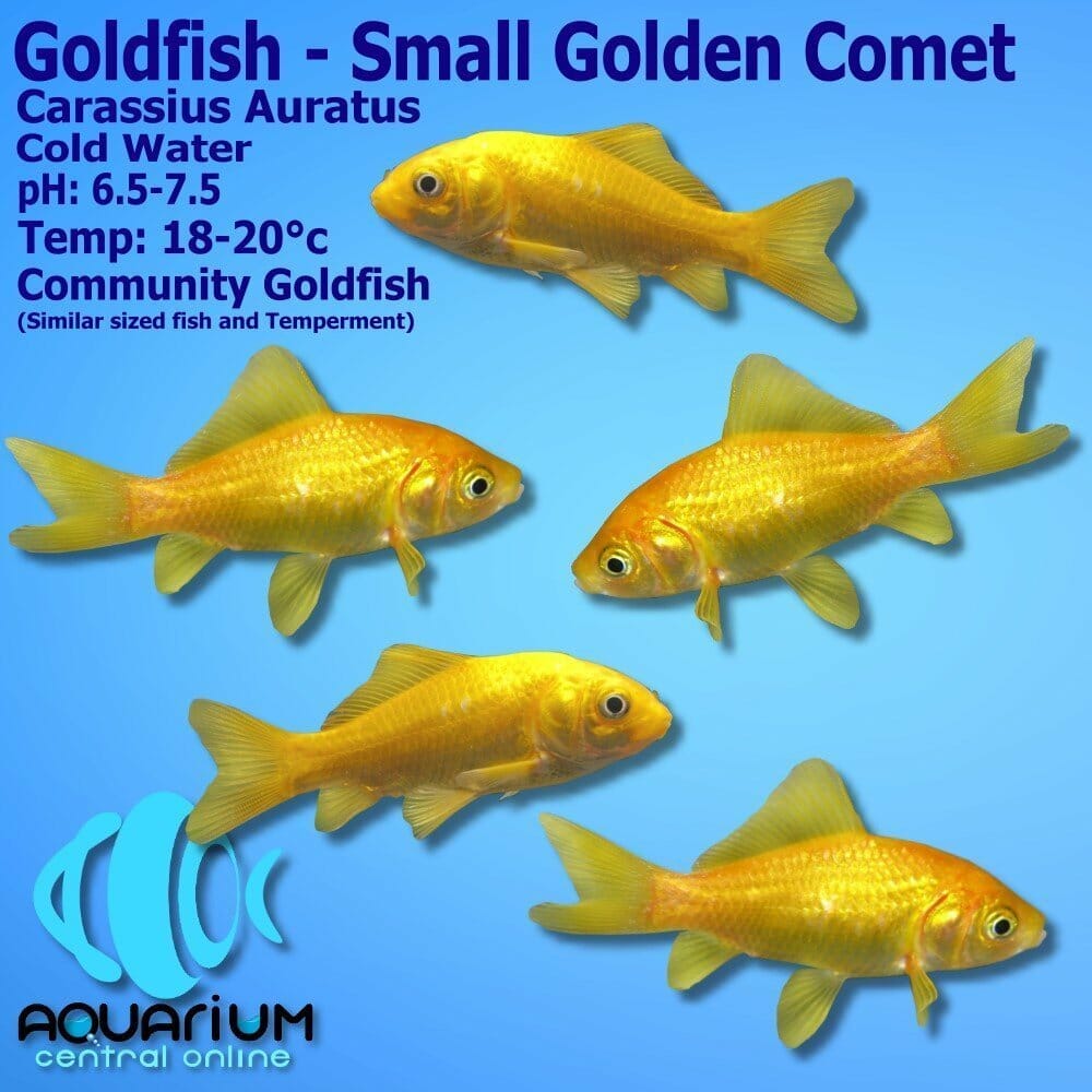 comet goldfish size