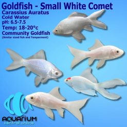 white comet goldfish