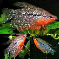 Pearl Gourami Jumbo