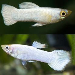 platinum snow white guppy male