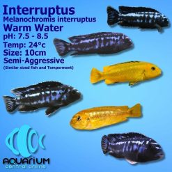 Interruptus Cichlid