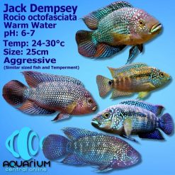 Jack Dempsey Cichlid Large