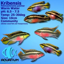 Kribensis (Pelvicachromis pulcher)