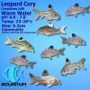 Leopard Julii Cory Catfish Corydoras