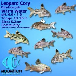 Leopard Julii Cory Catfish Corydoras