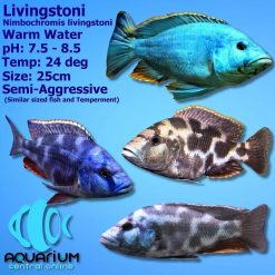 Livingstonii Cichlid