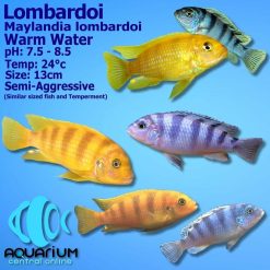 Lombardoi Kenyi Cichlid