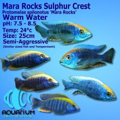 Mara Rocks Sulpher Crest Cichlid