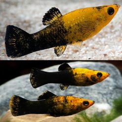gold dust mini molly