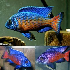 Ngara Flametail Peacock Cichlid