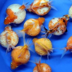 PingPong Pearlscale Goldfish Medium