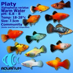 assorted platy 5cm