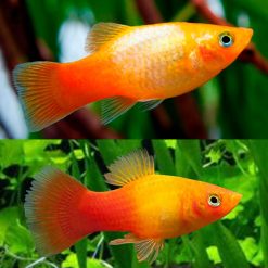 Glowlight Sunset Platy