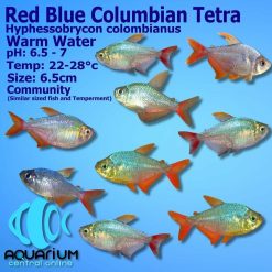 Red Blue Columbian Tetra