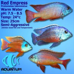 Red Empress Cichlid