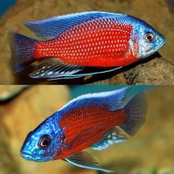 Red Fin Kadango Cichlid