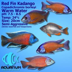 Red Fin Kadango Cichlids