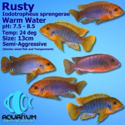 Rusty Cichlid