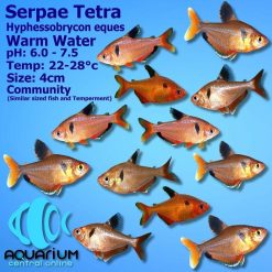 Serpae Tetras