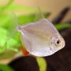 silver dollar fish 5cm
