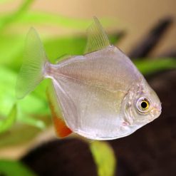 silver dollar fish 5cm