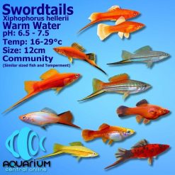 assorted swordtail 5cm