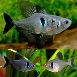 Black Phantom Tetras