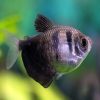 Black Widow tetra