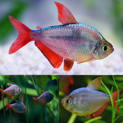 Red Blue Colombian Tetra