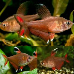 rosy tetra 3-4cm