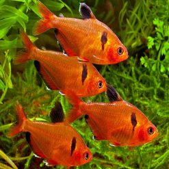 Serpae Tetras