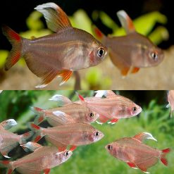 white fin ornate tetra