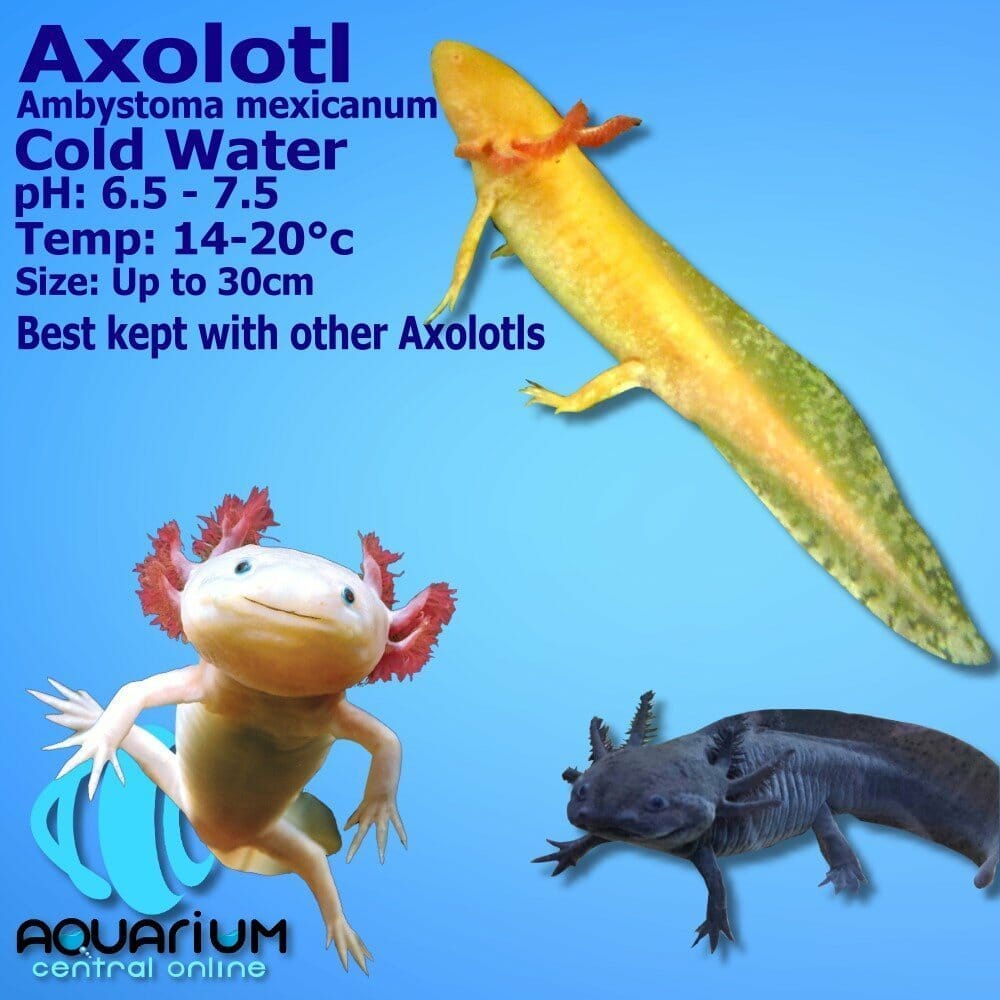 Axolotl Ambystoma Mexicanum 15cm Aquarium Central