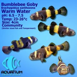 Freshwater Bumblebee Goby