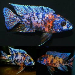 OB Peacock Cichlid