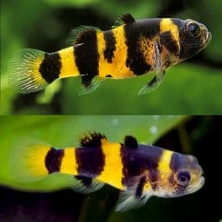 Bumblebee Gobies