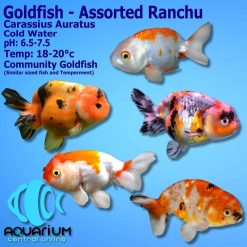 Assorted Ranchu