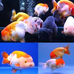 assorted ranchu goldfish